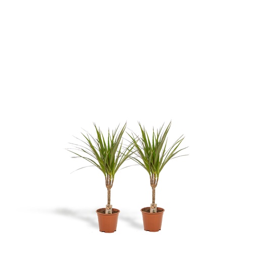 "Schmalblättriger Drachenbaum 2er-Set (Dracaena marginata) – pflegeleichte Zimmerpflanze, Topf-Ø 14 cm, Höhe ca. 60 cm image"