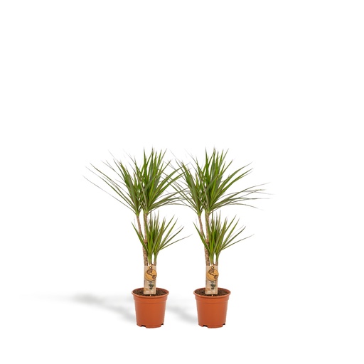 "Drachenbaum (Dracaena) 2er-Set – dekorative Zimmerpflanze, Topf-Ø 17 cm, Höhe ca. 70–90 cm image"