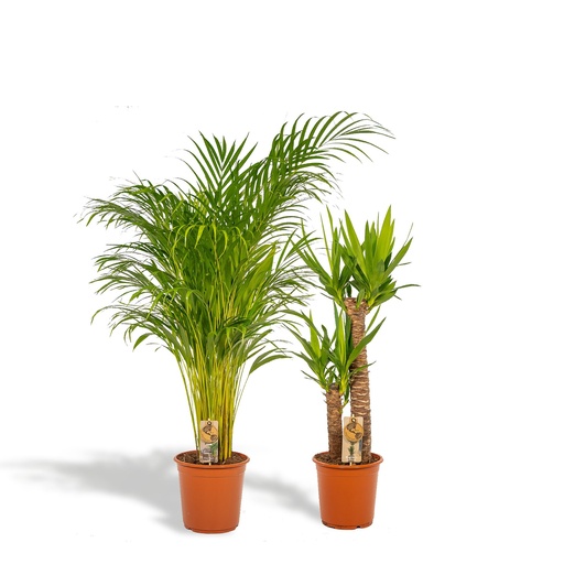 "Areca - ↨130cm - Ø24cm + Yucca - ↨100cm - Ø21cm image"