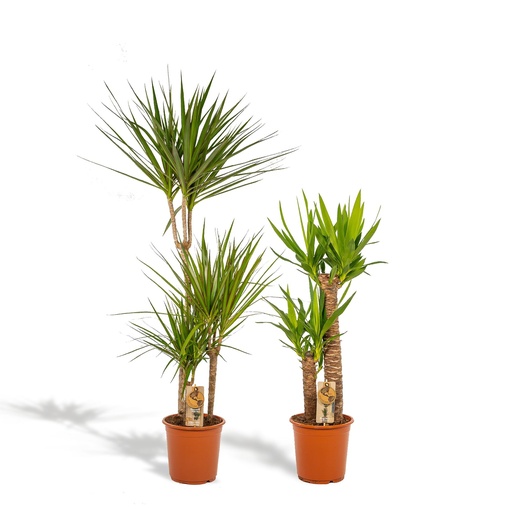 "Dracaena - Höhe ca. 120 cm - Topf-Ø 21 cm + Yucca - Höhe ca. 100 cm - Topf-Ø 21 cm image"