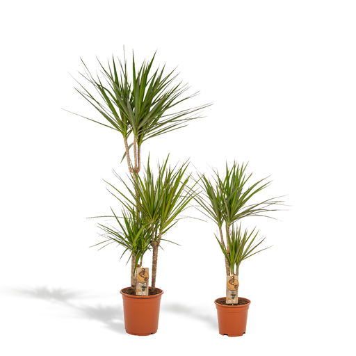 "Dracaena - ↨120cm - Ø21cm + Dracaena - 70cm - Ø17cm image"