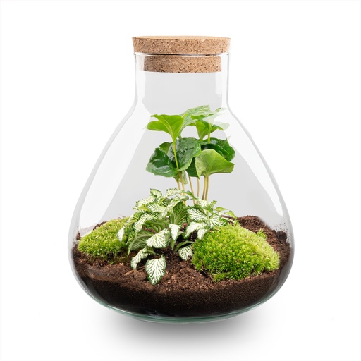"DIY Terrarium – Sammie – Höhe ca. 27 cm image"
