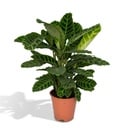 Calathea Zebrina - Pfauenpflanze - Ø19cm - ↕75cm