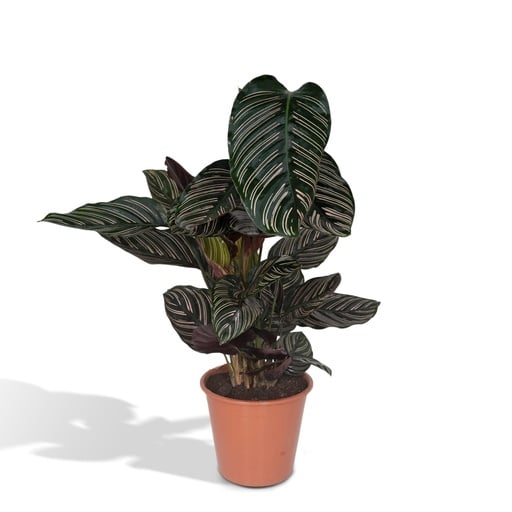"Calathea Ornata - Ø19cm - ↕75cm image"