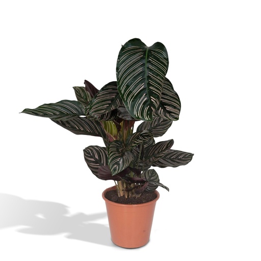 "Calathea Ornata - Ø19cm - ↕75cm image"