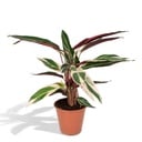 Calathea Triostar - Pfauenpflanzet - Ø19cm - ↕70cm