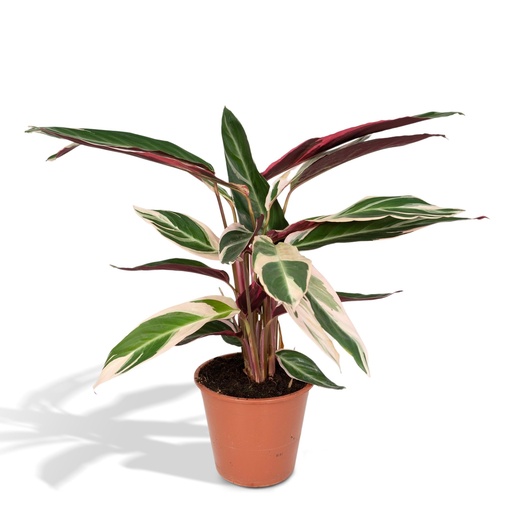 "Calathea Triostar - Pfauenpflanzet - Ø19cm - ↕70cm image"