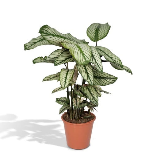 "Calathea Whitestar - Pfauenpflanze - Ø19cm - ↕50cm image"