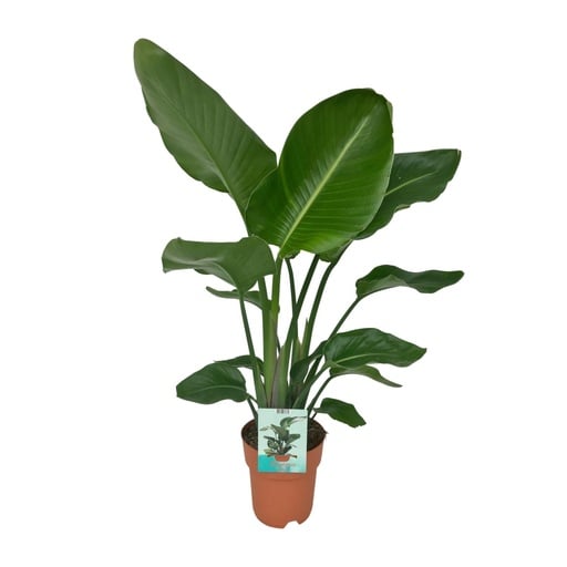 "Strelitzia Nicolai - Paradiesvogelpflanze - Ø19cm - ↕90cm image"