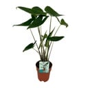 Alocasia Zebrina - Elefantenohr - Ø19cm - ↕75cm