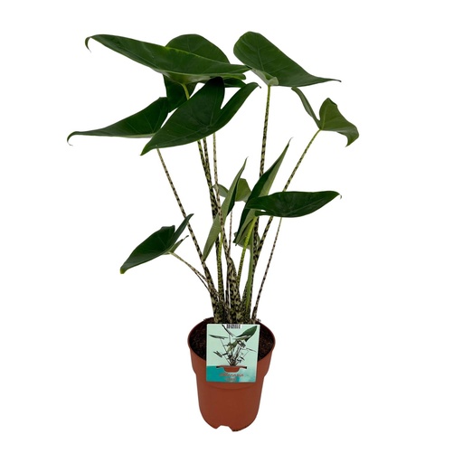 "Alocasia Zebrina - Elefantenohr - Ø19cm - ↕75cm image"