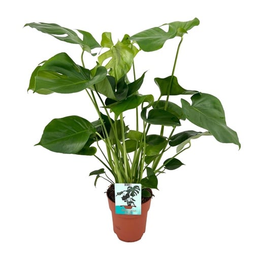 "Monstera Deliciosa  - Ø19cm - ↕60cm image"
