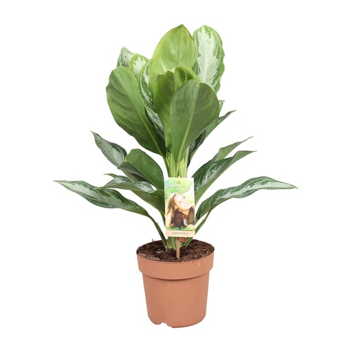 "Aglaonema Silver Bay - Chinesisches Immergrün - Ø17cm - ↕55cm image"