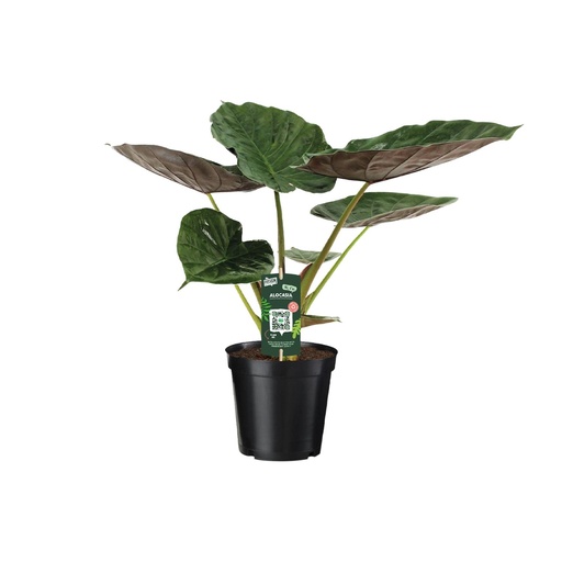 "Alocasia Wentii - Elefantenohr - Ø19cm - ↕70cm image"