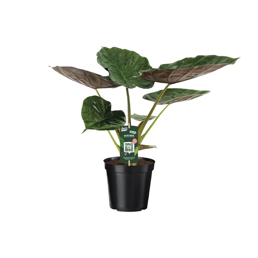 "Wentii-Elefantenohr (Alocasia wentii) – pflegeleichte Zimmerpflanze, Topf-Ø 19 cm, Höhe ca. 70 cm image"