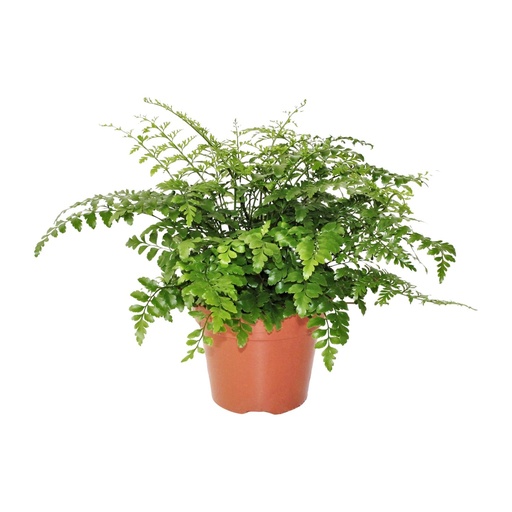 "Asplenium Parvati - Ø17cm - ↕30cm image"