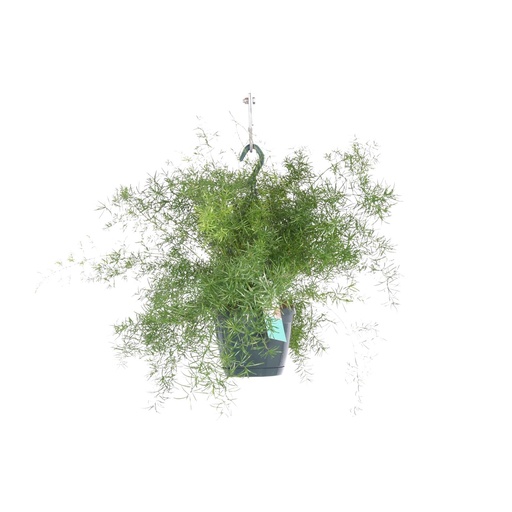 "Asparagus Sprengeri Hängen - Ø17cm - ↕35cm image"