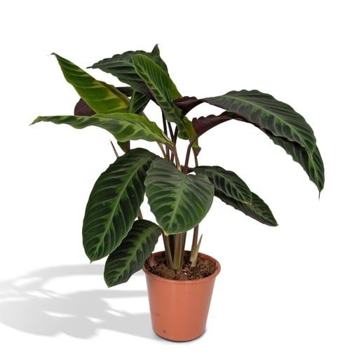 "Samtige Korbmarante 'Jungle Velvet' (Calathea warscewiczii) – pflegeleichte Zimmerpflanze, Topf-Ø 19 cm, Höhe ca. 70 cm image"