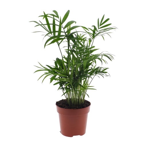 "Chamaedorea Elegans - Mexikanische Bergpalme - Ø17cm - ↕55cm - Ø12cm - ↕40cm image"