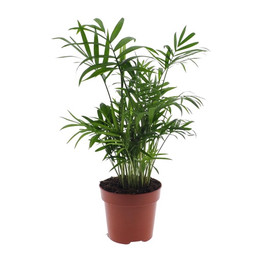 "Bergpalme (Chamaedorea elegans) – pflegeleichte Zimmerpflanze, Topf-Ø 17 cm, Höhe ca. 55 cm image"