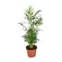 Chamaedorea Elegans - Mexikanische Bergpalme - Ø17cm - ↕55cm - Ø17cm - ↕55cm