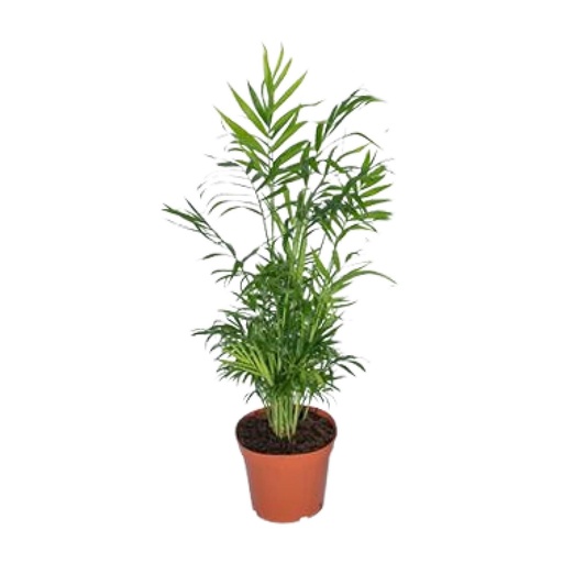 "Chamaedorea Elegans - Mexikanische Bergpalme - Ø17cm - ↕55cm - Ø17cm - ↕55cm image"