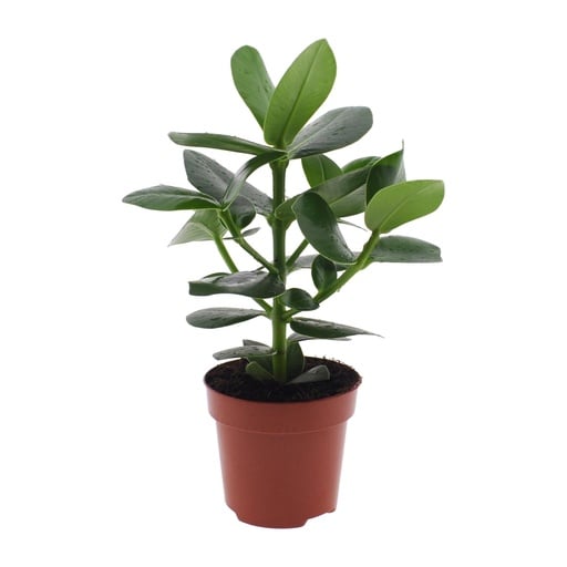 "Clusia Rosea Princess - Ø12cm - ↕15cm image"