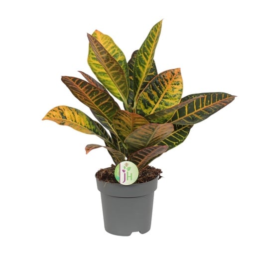 "Codiaeum Petra - Croton - Ø17cm - ↕45cm image"