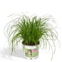 Cyperus Alternifolius - Katzengras - Ø12cm - ↕20cm