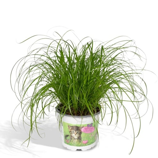 "Cyperus Alternifolius - Katzengras - Ø12cm - ↕20cm image"