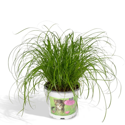 "Cyperus Alternifolius - Katzengras - Ø12cm - ↕20cm image"