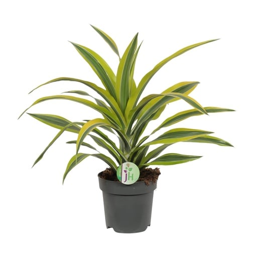 "Dracaena Fragrans Lemon Lime - Ø17cm - ↕40cm image"