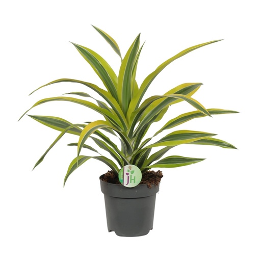 "Dracaena Fragrans Lemon Lime - Ø17cm - ↕40cm image"