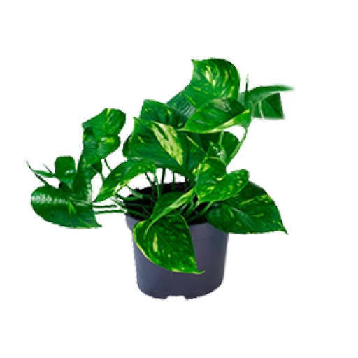 "Epipremnum Aureum  - Ø12cm - ↕20cm image"