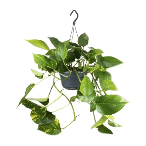 "Epipremnum Aureum  - Ø15cm - ↕25cm image"