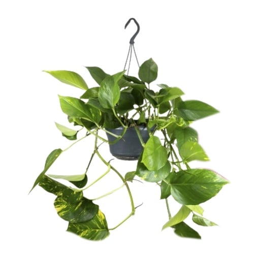 "Efeutute (Epipremnum aureum) – pflegeleichte Zimmerpflanze, Topf-Ø 15 cm, Höhe ca. 25 cm image"