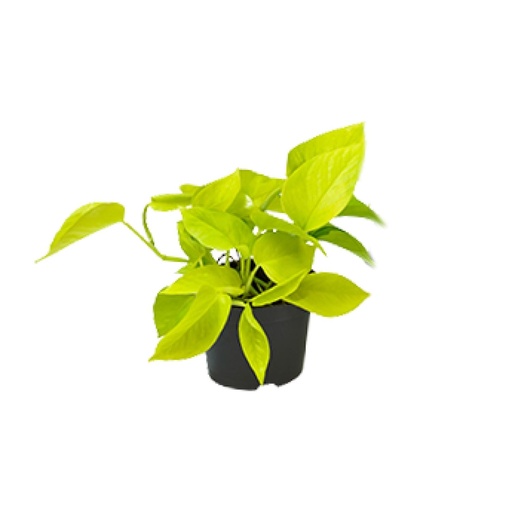 "Epipremnum Golden Pothos - Scindapsus - PROMO - Ø12 - ↕15cm image"