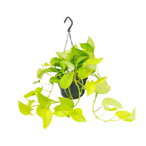 "Epipremnum Golden Pothos - Scindapsus - Ø15 - ↕25cm image"