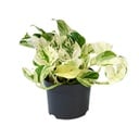 PROMO - Epipremnum Happy Leaf - Scindapsus - Ø12cm - ↕15cm