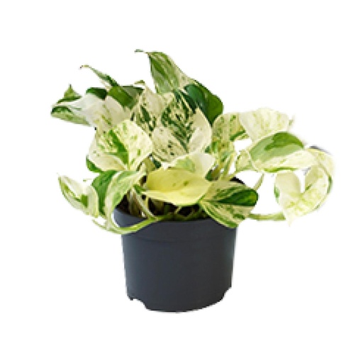 "PROMO - Epipremnum Happy Leaf - Scindapsus - Ø12cm - ↕15cm image"