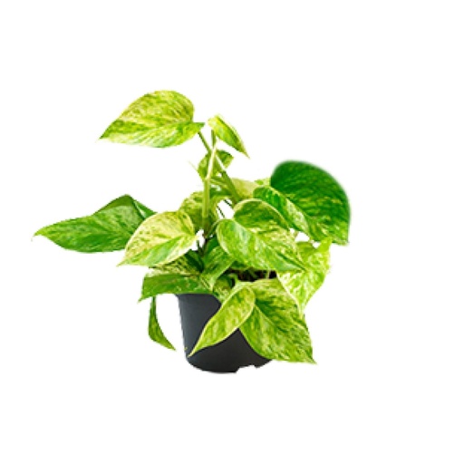 "Efeutute 'Marble Queen' (Epipremnum aureum) – pflegeleichte Zimmerpflanze, Topf-Ø 15 cm, Höhe ca. 25 cm image"
