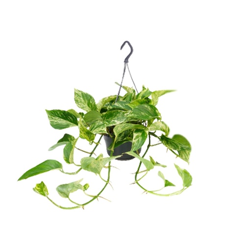 "Epipremnum Marble Queen - Scindapsus - Ø15cm - ↕25cm - Ø15 - ↨25cm image"