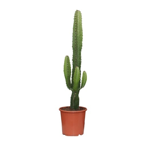 "Euphorbia Acrurensis - Ø17cm - ↕50cm image"