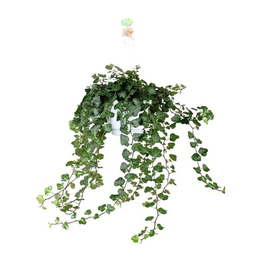 "Hedera Wonder Green - Ø24cm - ↕70cm - Ø17 - ↨70cm image"
