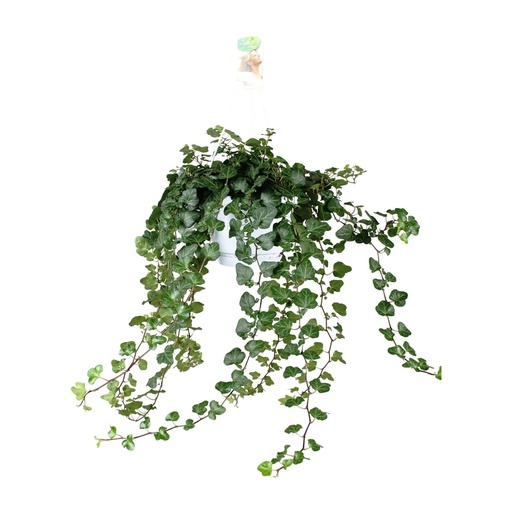 "Zimmer-Efeu (Hedera helix) – pflegeleichte Zimmerpflanze, Topf-Ø 24 cm, Höhe ca. 70 cm image"