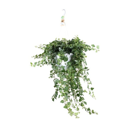 "Zimmer-Efeu (Hedera helix) – pflegeleichte Zimmerpflanze, Topf-Ø 24 cm, Höhe ca. 70 cm image"