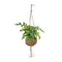 Kokodama Monstera Minima - Lochpflanze - Ø15cm - ↕25cm