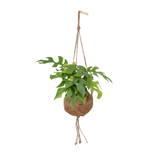 "Kokodama Monstera Minima - Lochpflanze - Ø15cm - ↕25cm image"