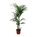Howea forsteriana - Ø21cm - ↕120cm - Ø24 - ↨120cm