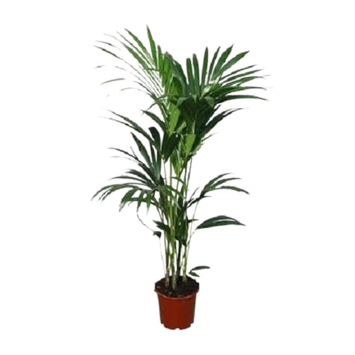 "Howea forsteriana - Ø21cm - ↕120cm - Ø24 - ↨120cm image"